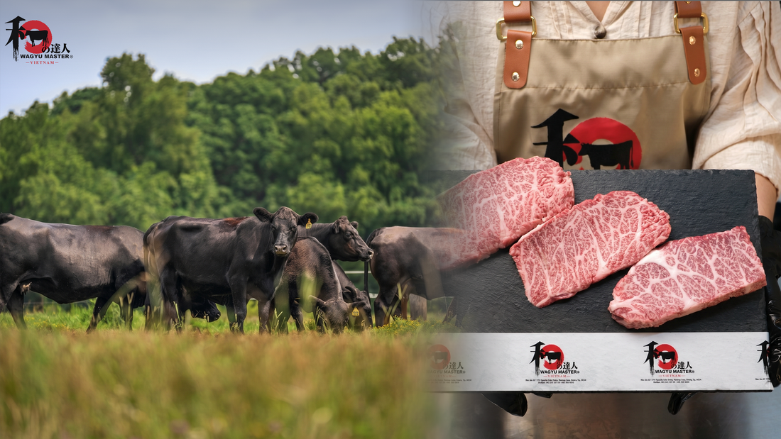 Bò Wagyu Là Gì? Khám Phá 4 Giống Bò Thuần Chủng Từ Nhật Bản cùng Wagyu Master VN