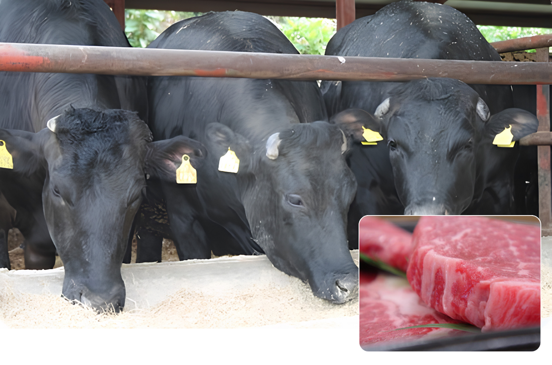 Bò Lai F1 Wagyu Là Gì? Lựa Chọn Hoàn Hảo Giữa Giá Thành Và Độ Ngon