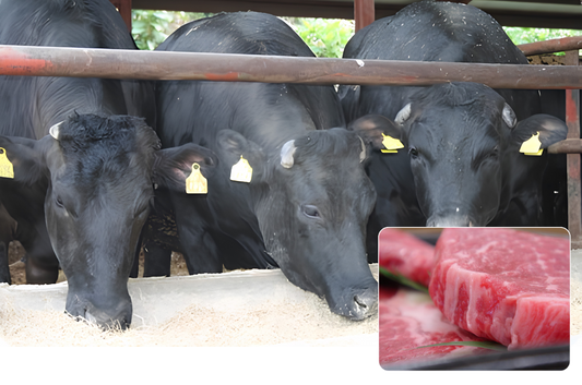 Bò Lai F1 Wagyu Là Gì? Lựa Chọn Hoàn Hảo Giữa Giá Thành Và Độ Ngon